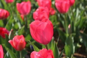 IMG_1174